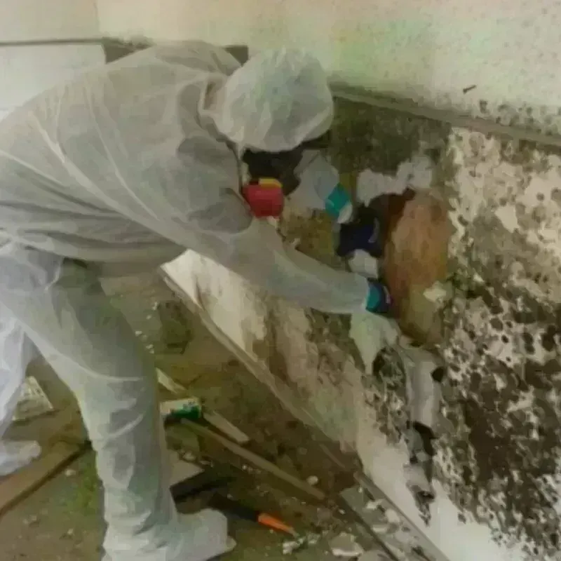 Mold Remediation and Removal in Trumbull, CT